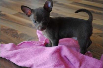 Wunderschöne Chihuahua Welpen