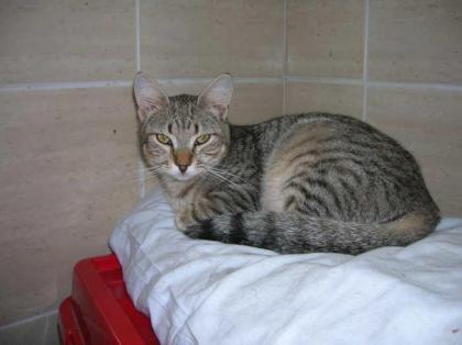 Ojitos schüchterner aber lieber Tigerkater