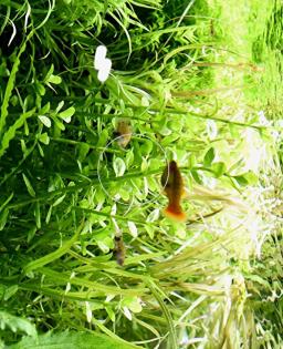 Fettblatt Aquariumpflanzen Bündel Versand/ Abholung