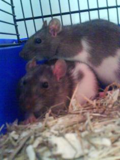Verschenke 2 süße männliche Ratten