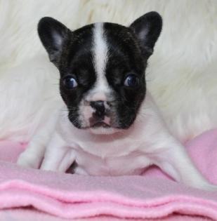 Französische Bulldogge Welpen sind umzugsbereit