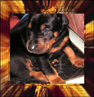 Englisch Cocker Spaniel