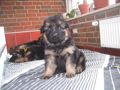Labrador welpen