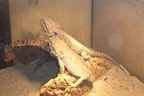 Suche Sulcata Spornschildkröten