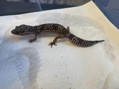 Leopardgecko Gruppe 8 Tiere mit Terrarium