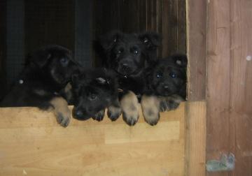 Altdeutsche Schäferhund Welpen