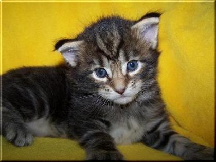 Maine Coon Babys