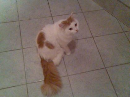 Türkisch Van Kater bildschön 1 5 Jahre alt