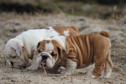 Wunderschöne Liebevoller Reinrassige Englische Bulldoggen Welpen 10 Wochen mit P
