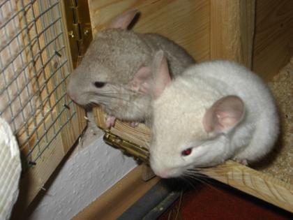 3 Chinchillas in NÜRNBERG. 2 Böckchen 1 Weibchen