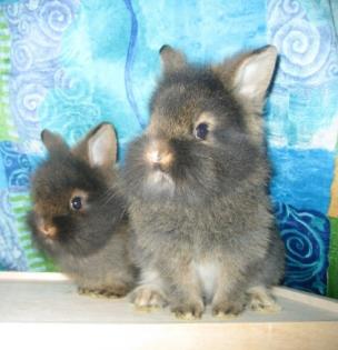 Zwergkaninchen Babys suchen ein liebevolles neues Zuhause