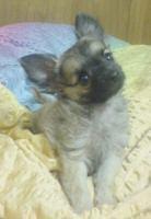 Ich suche preis günstig einen mini chihuahua rüde