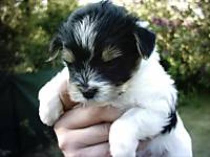 Biewer Yorkshire Terrier reinrassig