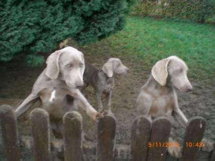 Weimaraner-KH-Zwinger vom Großvaterstuhl gibt noch 2 Rüden ab.