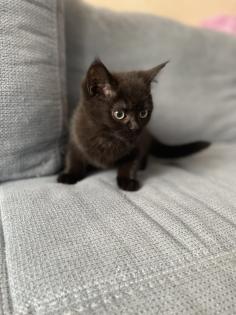 BKH kitten dürfen ins neue Zuhause