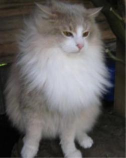 Norwegische Waldkatzenbabys sehr typvoll mit Luxpinselchen