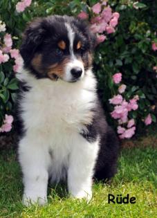 Australian Shepherd Welpe mit ASCA Papieren 9 Wochen