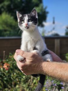Katzenbabys Babykatzen Kätzchen Kitten Kater