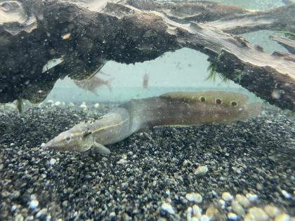 Diskusfische / Aquariumauflösung