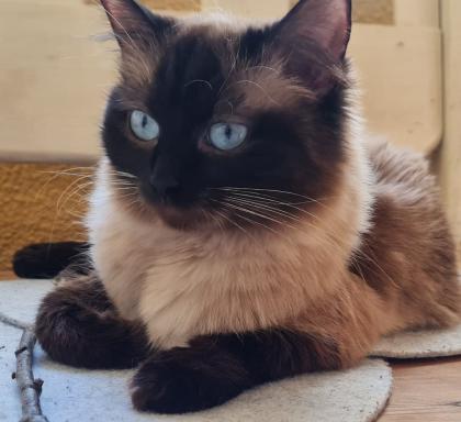 Ragdoll Nachwuchs zuckersüß