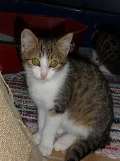 Lieber schmusiger Kater Merlin sucht Zuhause auf Lebenszeit