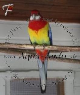 Platycercus eximius - ROSELLASITTICH / PRACHTROSELLA Zuchtpaar 100 00 EUR