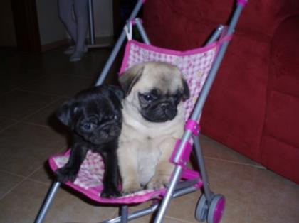 Mops Welpen mit FCI 100 beige Schwarz