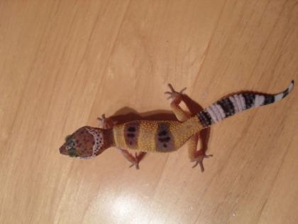 Leopardgeckos NZ 2022