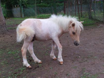 Orig. Mini Shetty Palominoschecke m. Pap. Chip FP 390 Euro
