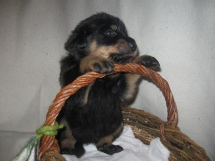 Beauceron Welpen zu verkaufen geb. 11. 12. 2022 Eltern mit Papier