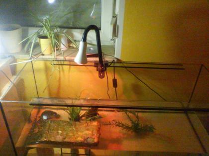 2 Gelbwangenschmuckschildkröten viel Zubehör zu verkaufen