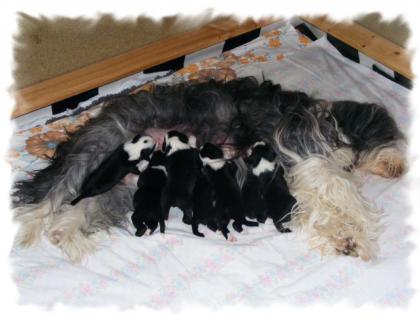 Windelrocker ab 10. 04. 2022 abzugeben VDH/FCI Bearded Collie Welpen
