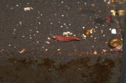 RED FIRE schön gefärbte Tiere auch Sakuras dabei.