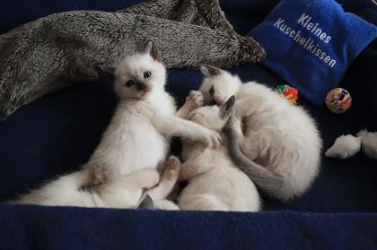 4 Siamkitten Thai alter Typ wollen ab Juni ausziehen