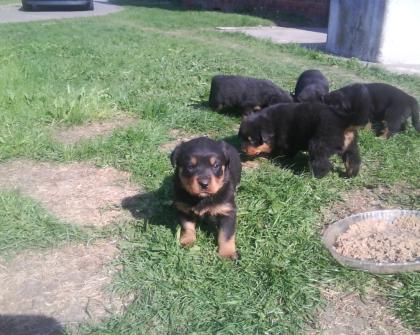 Wir sind noch 4 reinrassige Rottweilerwelpen die ein neues zu Hause suchen 2Rüde