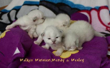 Traumhaft schöne Hl. Birmababys in blue lilac point tabby suchen neuen Platz zu