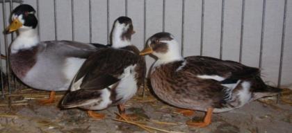 Zwergenten wildfarbig-gescheckt Jungtiere BR11 Eier und Zuchttiere/Alttiere