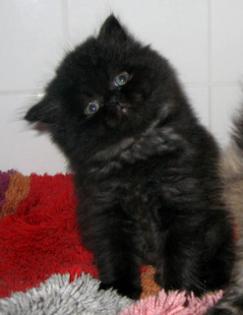 Elvis 8 Wochen schwarz Perser