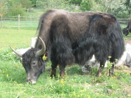 Yak Stier / Yak Kuh zu verkaufen
