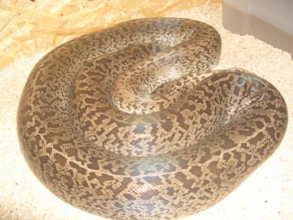 Tigerpythons Granit Albino.