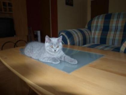 Kitten BKH BKH Kattzenbabys mit Stammbaum