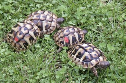 Griechische Landschildkröten- eigene Nachzuchten 2022 und 2022 abzugeben.