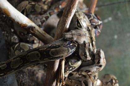 Boa constrictor imperator dringend abzugeben von Mai 2022 u 2022
