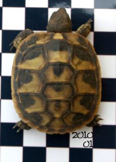 Griechische Landschildkröten der östlichen Unterart - Nachzuchten 2022 u. 2022 a