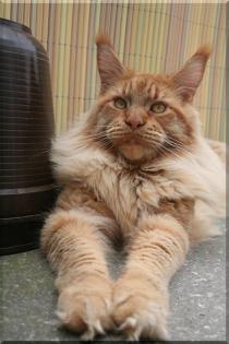Wunderschöne typvolle Maine Coon Kitten abzugeben.