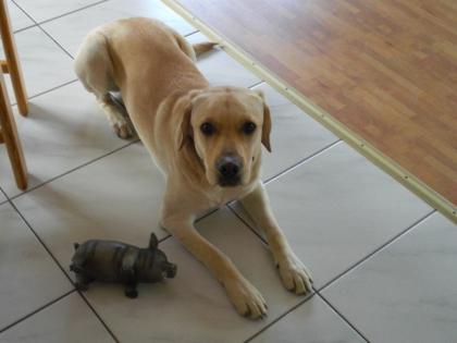 Labrador Rüde kastriert und geimpft