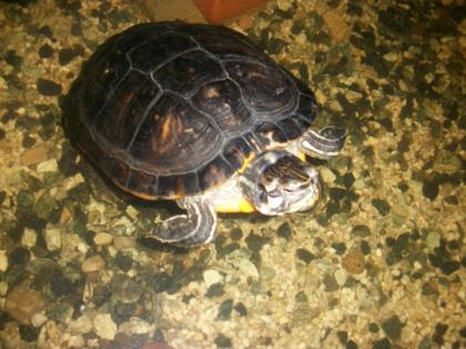 Gelbwangenschmuck-Schildkröte zu verkaufen