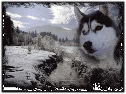 Husky-Camp-Eifel Therapie Abenteuer-Camp Sucht Sponsoren