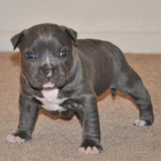 4 blaue Nase Pitbull Welpen