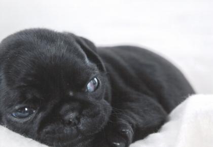 Mops Welpen beige und schwarz reinrassig mit Papieren